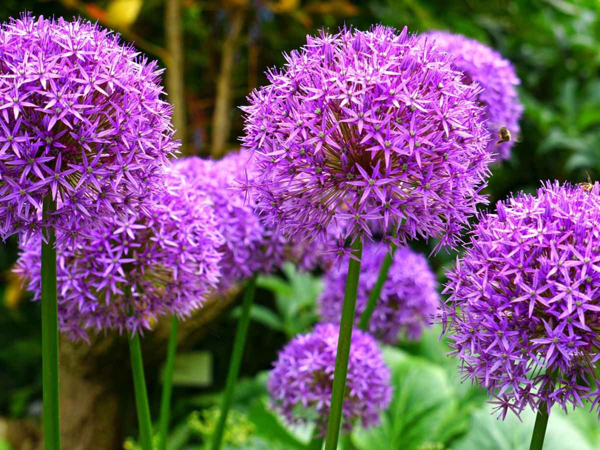 Gardening Jobs for&nbsp;June