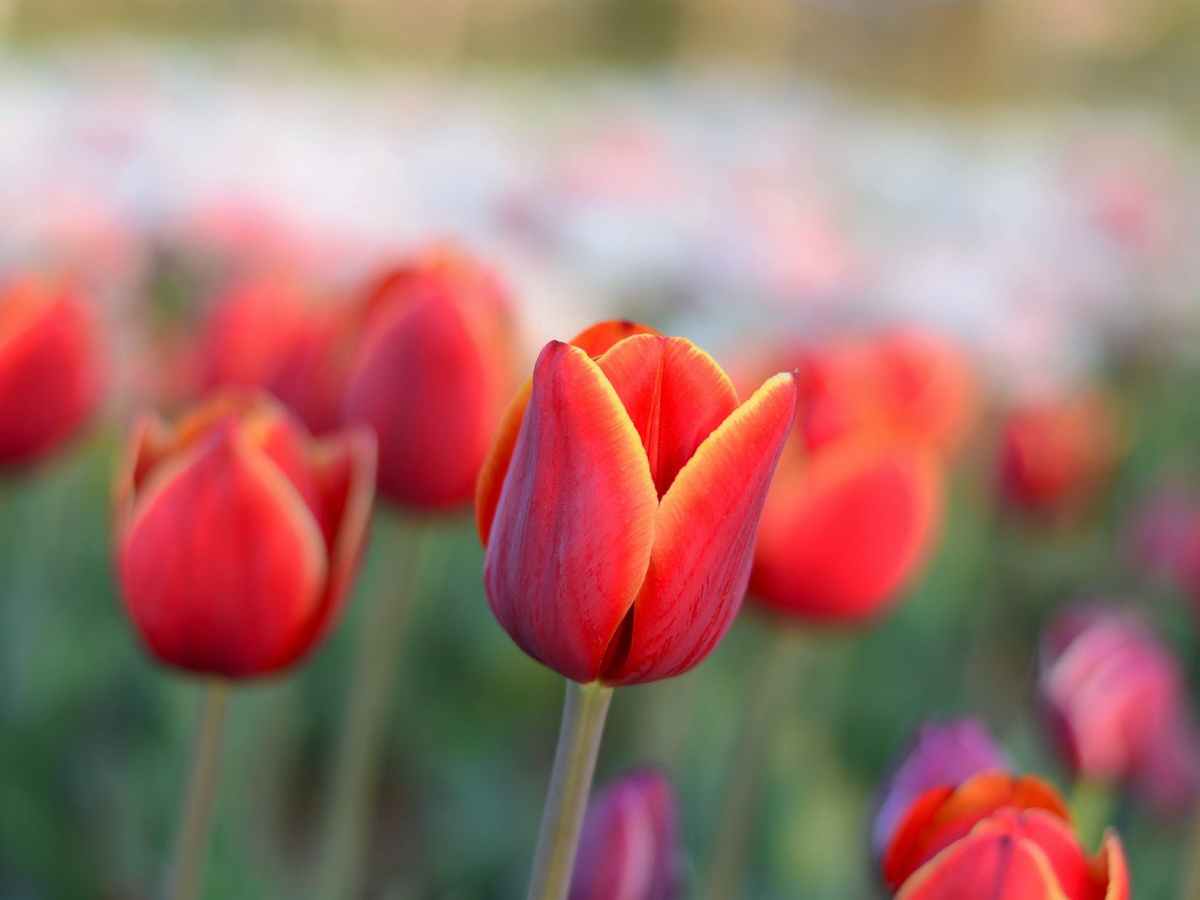 Gardening Jobs for&nbsp;April