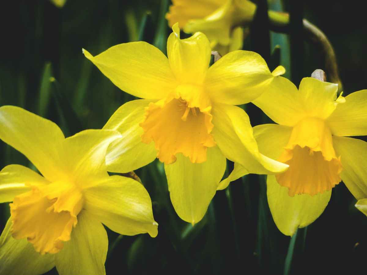 Gardening Jobs for&nbsp;March