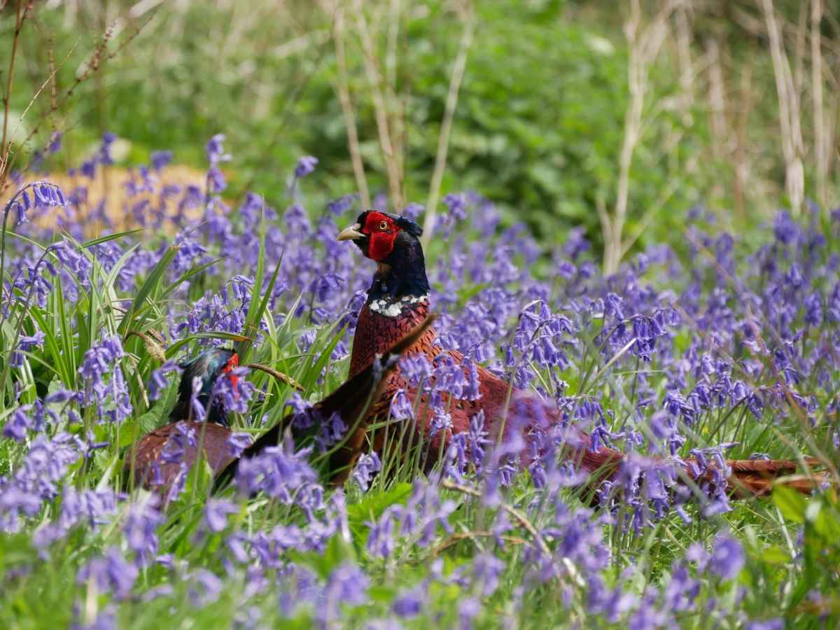 Gardening Jobs for&nbsp;May