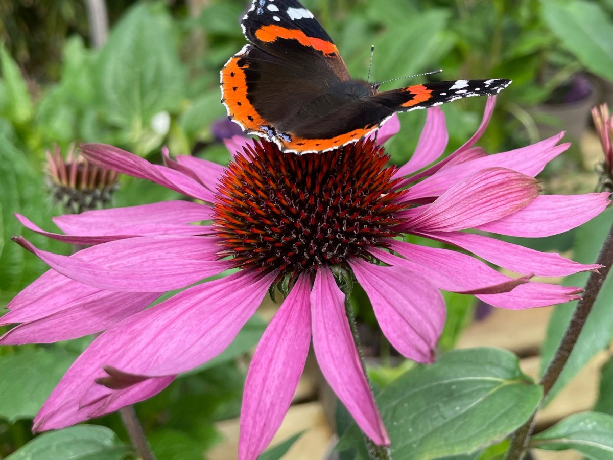 Gardening Jobs for&nbsp;August