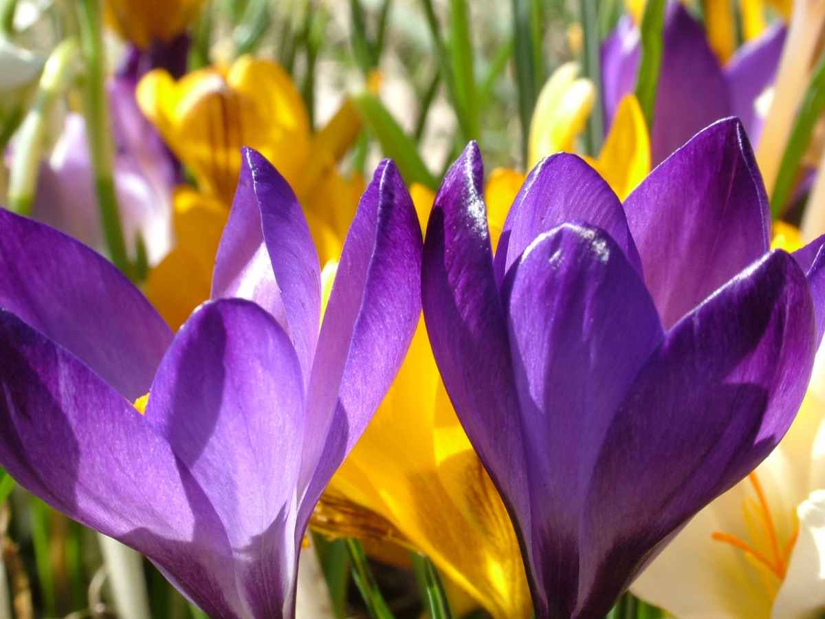 Hello crocus, my old friend (its good to be with you&nbsp;again)